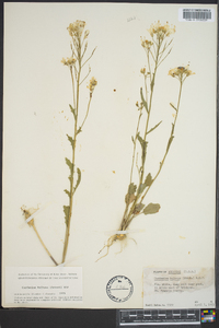 Cardamine bulbosa image