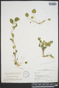 Cardamine bulbosa image