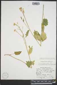 Cardamine bulbosa image