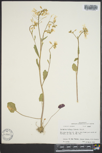 Cardamine bulbosa image