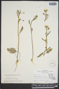 Cardamine bulbosa image