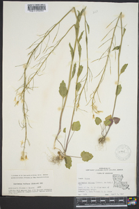 Cardamine bulbosa image