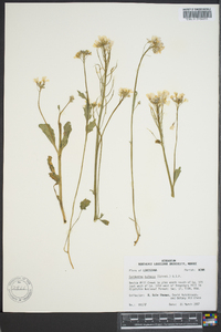 Cardamine bulbosa image