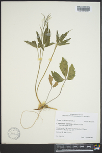 Cardamine diphylla image