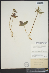 Cardamine angustata image