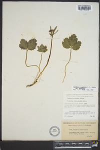 Cardamine angustata image