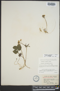 Cardamine angustata image