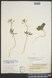 Cardamine angustata image