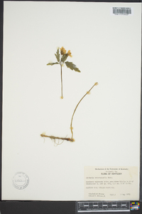 Cardamine heterophylla image