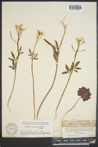 Cardamine californica var. integrifolia image