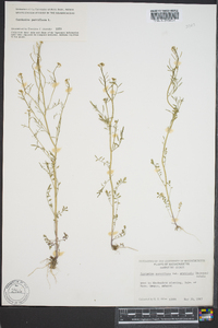 Cardamine parviflora var. arenicola image