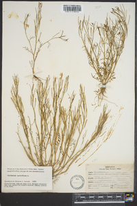 Cardamine parviflora image