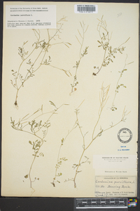 Cardamine parviflora image