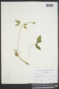 Cardamine diphylla image