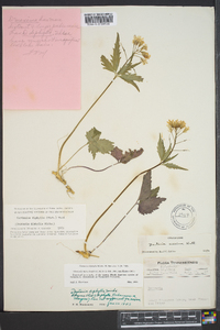 Cardamine diphylla image