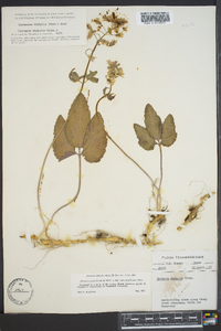 Cardamine diphylla image