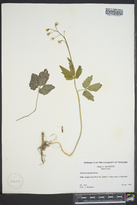 Cardamine diphylla image