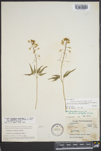 Cardamine angustata image