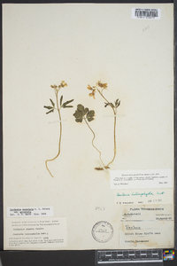 Cardamine angustata image