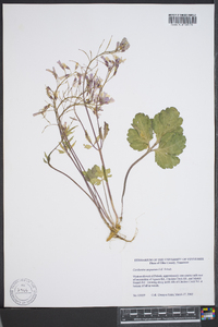 Cardamine angustata image