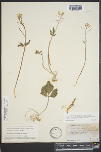 Cardamine angustata image