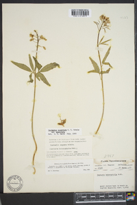 Cardamine angustata image