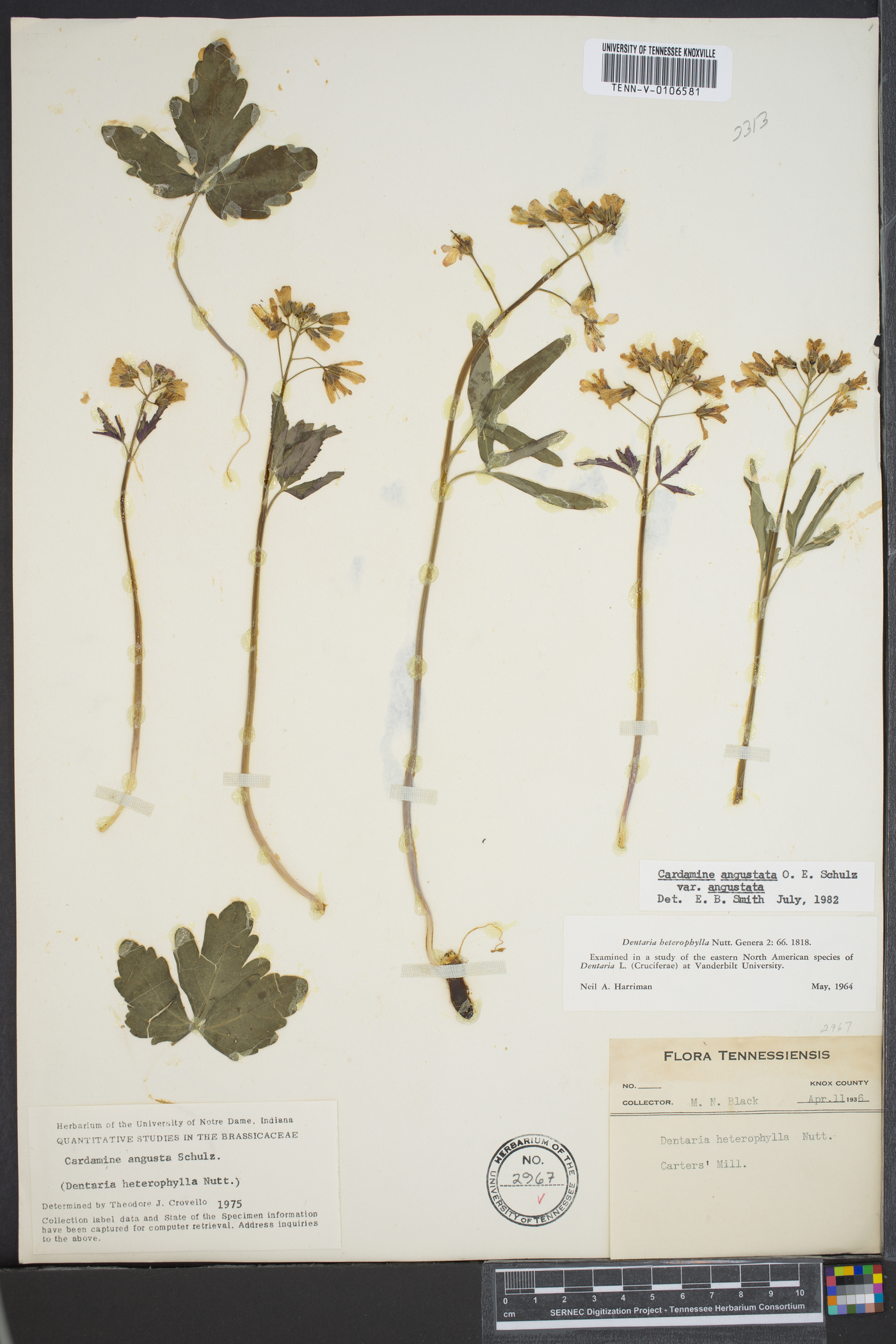 Cardamine angustata var. angustata image