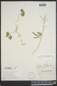 Cardamine angustata image