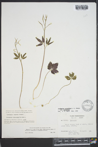 Cardamine angustata image