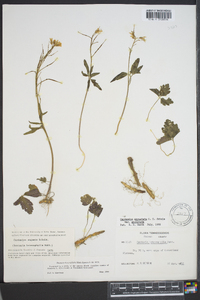 Cardamine angustata image