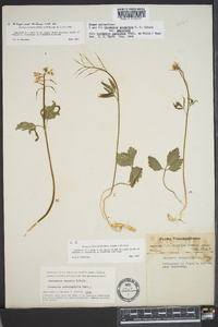 Cardamine angustata image