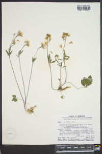 Cardamine angustata image