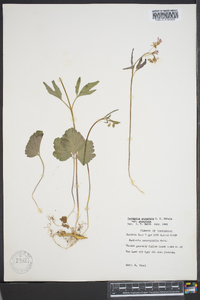 Cardamine angustata image