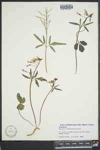 Cardamine angustata image