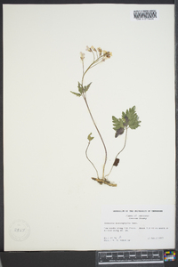 Cardamine angustata image