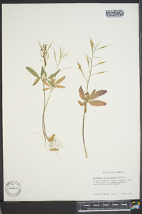 Cardamine angustata image