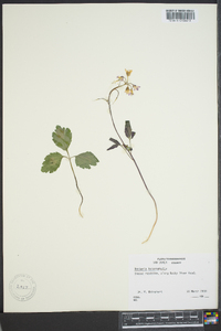 Cardamine angustata image