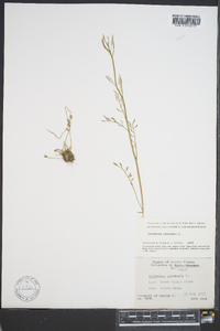 Cardamine pratensis image