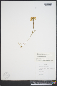 Cardamine pratensis image