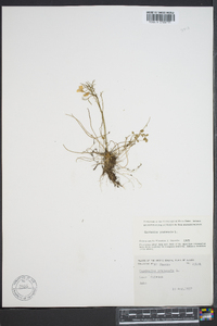 Cardamine pratensis image