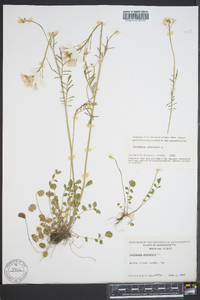 Cardamine pratensis image