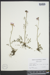 Cardamine pratensis image