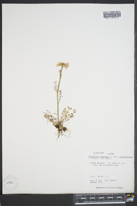 Cardamine pratensis image