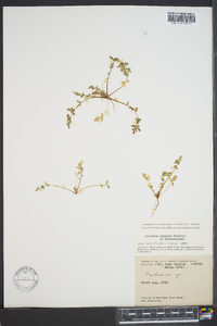 Cardamine purpurea image