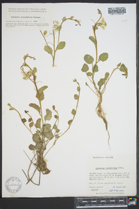 Cardamine rotundifolia image