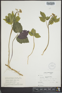 Cardamine diphylla image