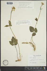 Cardamine diphylla image