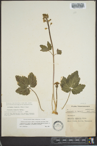 Cardamine diphylla image