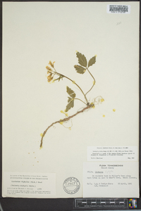 Cardamine diphylla image