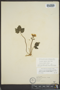 Cardamine diphylla image